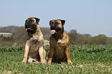 BULLMASTIFF 353